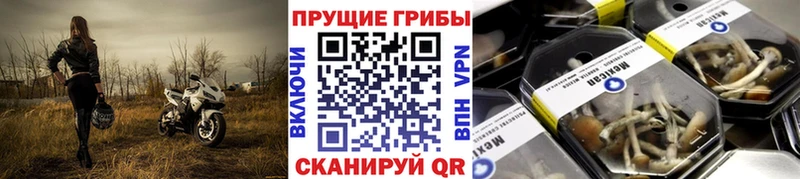 Галлюциногенные грибы Psilocybe  Чебаркуль 